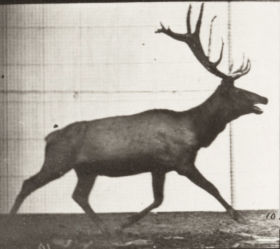 Plate 692 Elk trotting — figure reference